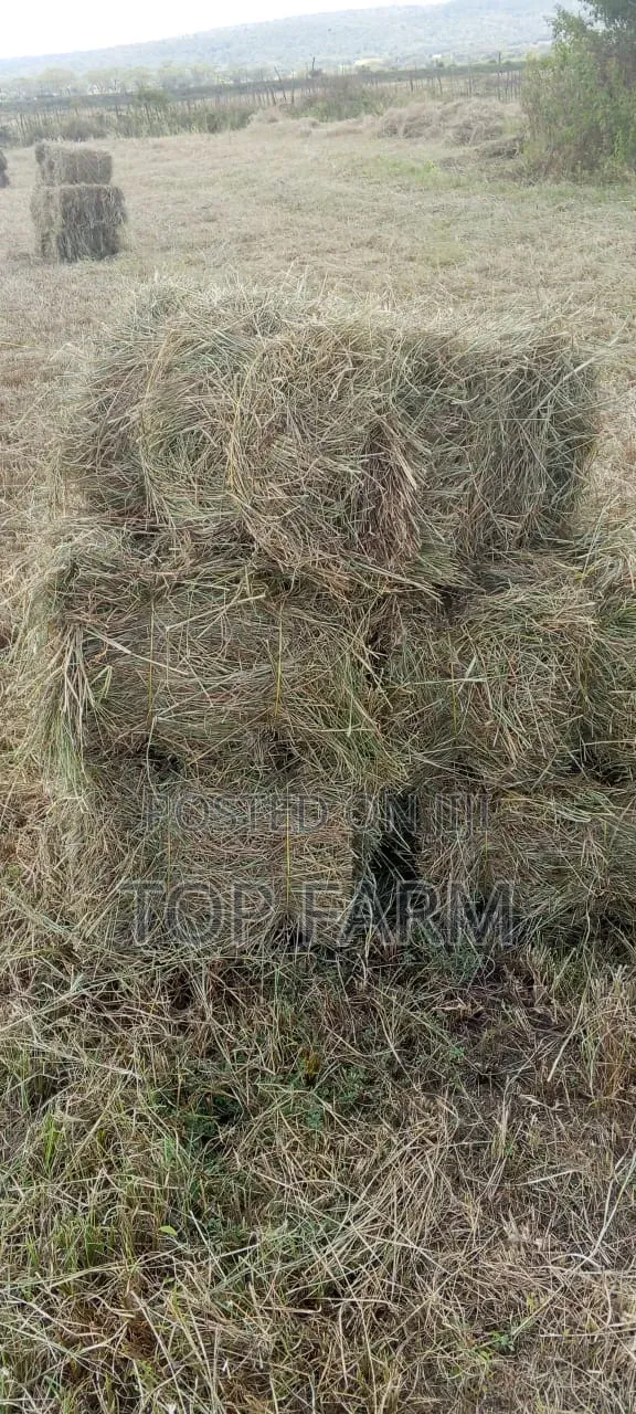 Hay for Sale - KES 190 Per Bale - 1