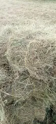 Hay for Sale - KES 190 Per Bale - 3