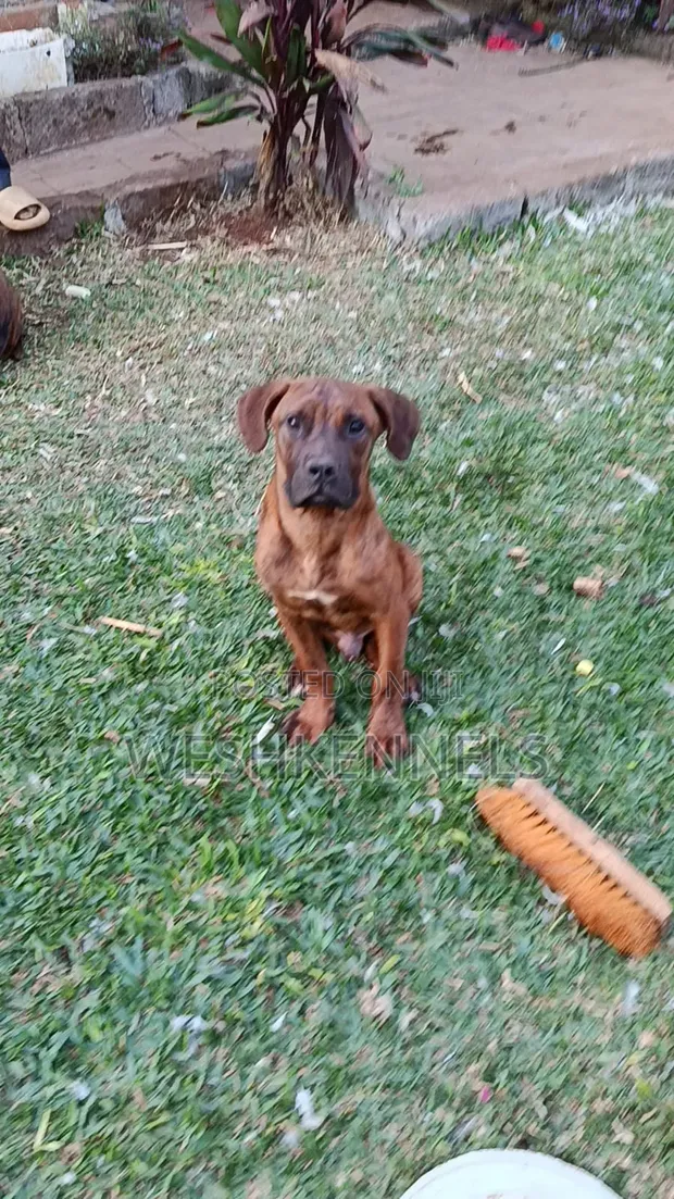 Mbwa wa Boerboel Safi wa Kiume (Miezi 6-12) - 1