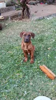 Mbwa wa Boerboel Safi wa Kiume (Miezi 6-12) - 1