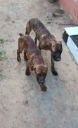 Mbwa wa Boerboel Safi wa Kiume (Miezi 6-12) - 2