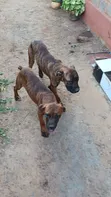 Mbwa wa Boerboel Safi wa Kiume (Miezi 6-12) - 3