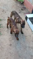 Mbwa wa Boerboel Safi wa Kiume (Miezi 6-12) - 4