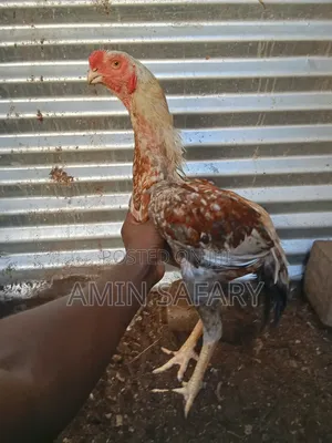 Kuchi Kaka