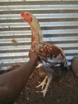 Male Kuchi Chicken - 1