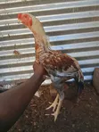 Male Kuchi Chicken - 2
