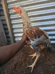 Male Kuchi Chicken - 3