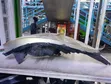 Suzuki Swift Headlight Isiyo Xenon - 2