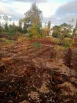 Nusu Eka Ardhi Inauzwa Kabati-Kangangu, Murang'a - 3