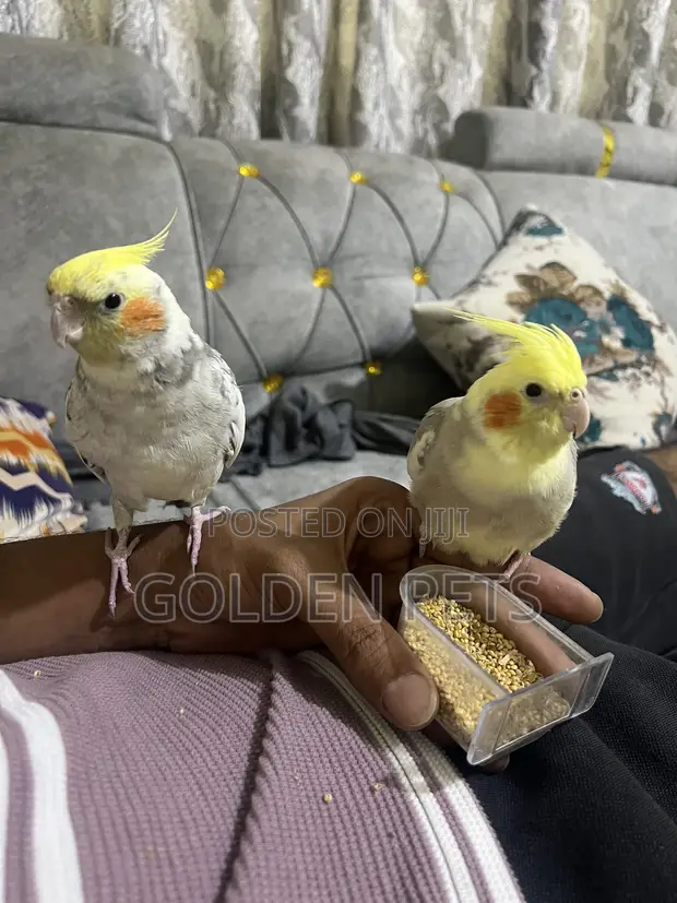 Tamed Cockatiel Pair - 1