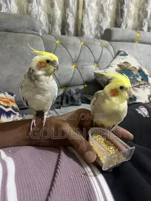 Trained Cockatiel Breeding Pair
