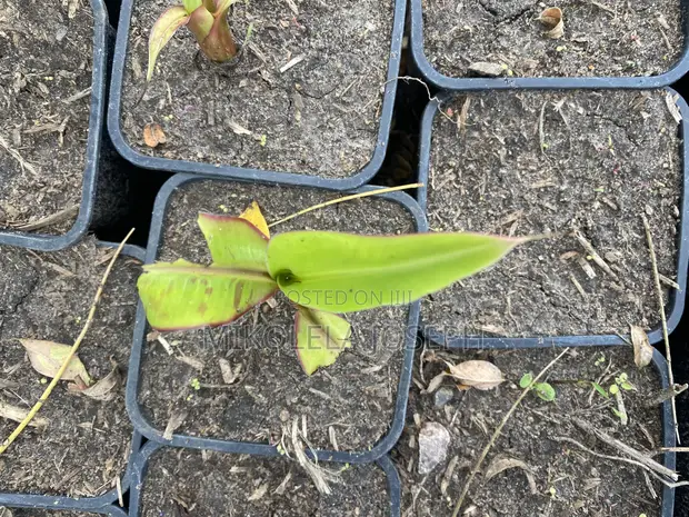 Plantain Seedlings: French Horn & Tembo Varieties - 1