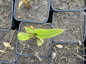 Plantain Seedlings: French Horn & Tembo Varieties