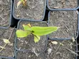 Plantain Seedlings: French Horn & Tembo Varieties - 1