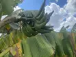 Plantain Seedlings: French Horn & Tembo Varieties - 2