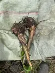 Plantain Seedlings: French Horn & Tembo Varieties - 3