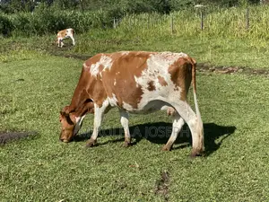 Ng'ombe wa Maziwa wa Ayrshire Friesian