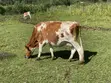 Ng'ombe wa Maziwa wa Ayrshire Friesian - 1