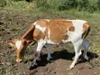 Ng'ombe wa Maziwa wa Ayrshire Friesian - 2