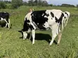 Ng'ombe wa Maziwa wa Ayrshire Friesian - 3