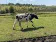 Ng'ombe wa Maziwa wa Ayrshire Friesian - 4