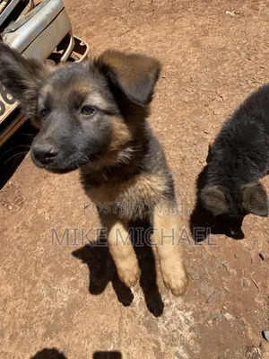 Kibwa wa Kijerumani Safi wa Kike, Miezi 3-6
