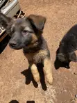 Purebred German Shepherd Female, 3-6 Months - 1