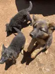 Purebred German Shepherd Female, 3-6 Months - 2