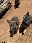 Purebred German Shepherd Female, 3-6 Months - 4