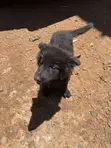 Purebred German Shepherd Female, 3-6 Months - 5