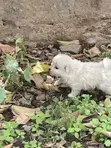 Vichwa vya Chihuahua Safi - Miezi 1-3 - 1