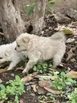 Vichwa vya Chihuahua Safi - Miezi 1-3 - 2