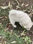 Vichwa vya Chihuahua Safi - Miezi 1-3 - 3