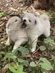 Vichwa vya Chihuahua Safi - Miezi 1-3 - 4