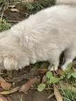 Vichwa vya Chihuahua Safi - Miezi 1-3 - 5