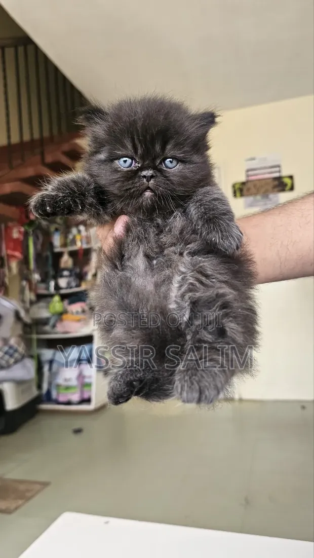 Purebred Persian Kitten - 1-3 Months Male - 1