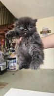 Purebred Persian Kitten - 1-3 Months Male - 1