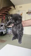 Purebred Persian Kitten - 1-3 Months Male - 2