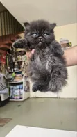 Purebred Persian Kitten - 1-3 Months Male - 3