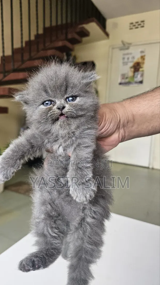 Purebred Persian Kitten - 1-3 Months Female - 1