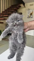 Purebred Persian Kitten - 1-3 Months Female - 2