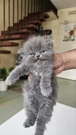 Purebred Persian Kitten - 1-3 Months Female - 3