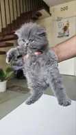 Purebred Persian Kitten - 1-3 Months Female - 4