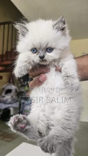 Purebred Persian Kitten - 1-3 Months Old