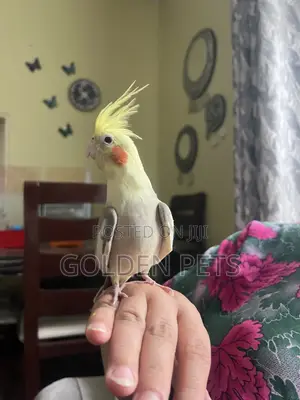 Tamed Cockatiel Parrot