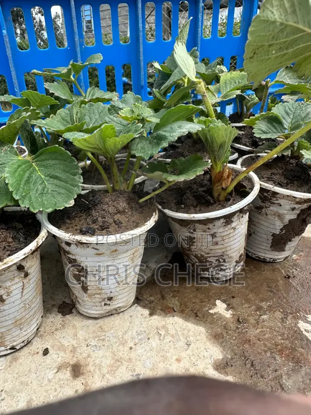 San Andreas Strawberry Seedlings - 1