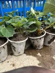 San Andreas Strawberry Seedlings - 1