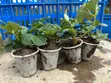 San Andreas Strawberry Seedlings - 2