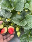 San Andreas Strawberry Seedlings - 3