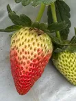 San Andreas Strawberry Seedlings - 4